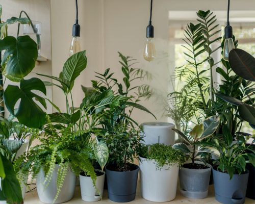 indoor plant maintenance